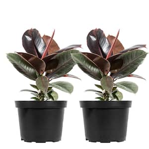 Rubber Plant Ficus Elasitca 'Ruby' in 6 in. Growers Pot (2-Pack), Unique Deep Pink Variagation