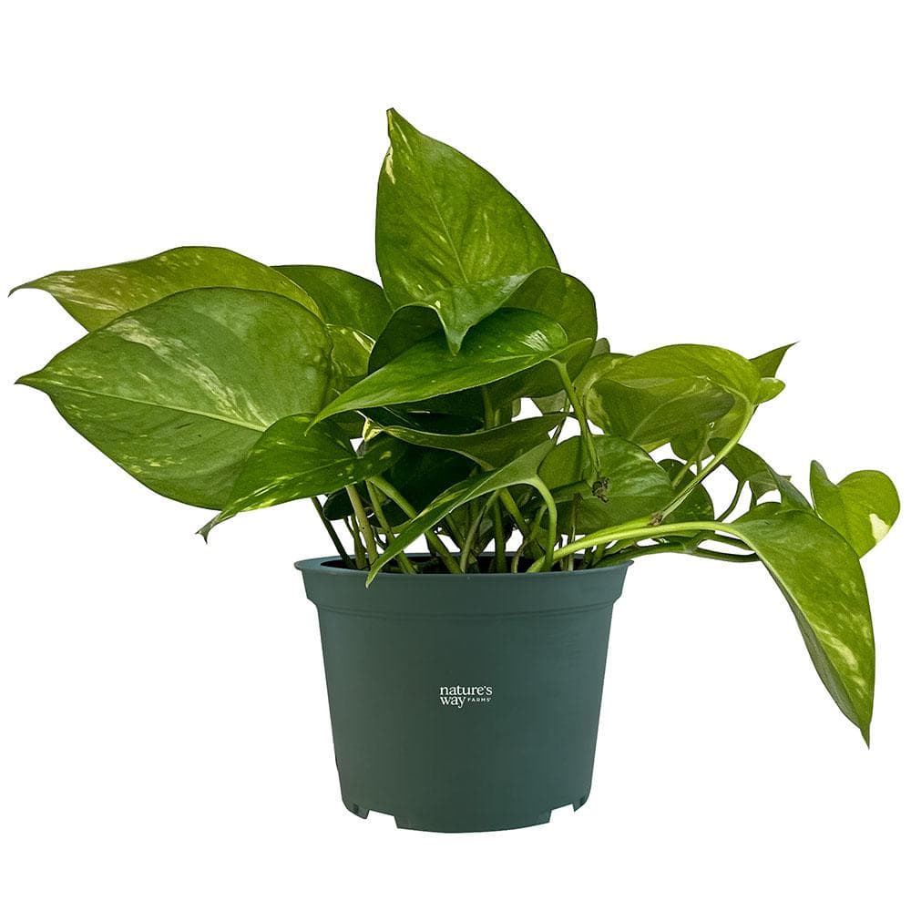 Pothos Golden Live Indoor Plant in Growers Pot Avg Shipping Height 1 ft. to 2 ft. Tall price history on PriceWatchPro