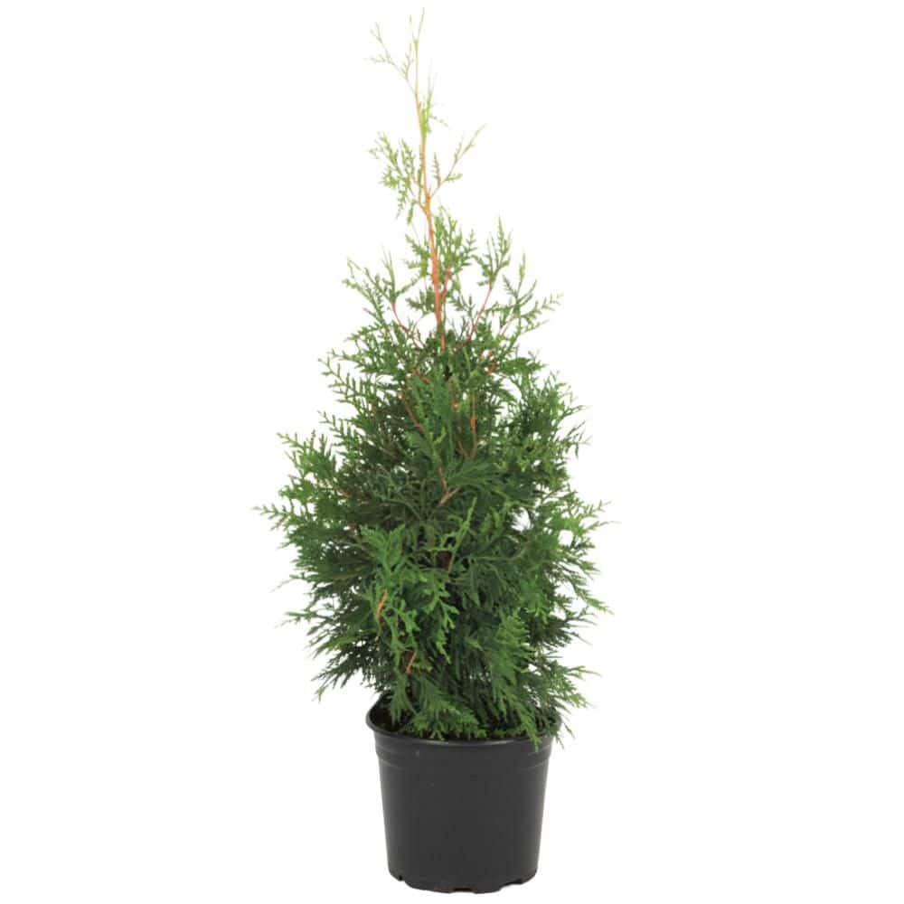 BELL NURSERY 7 Gal. Green Giant Arborvitae (Thuja) Live Evergreen Shrub  (1-Pack) THUJA7GRG1PK - The Home Depot