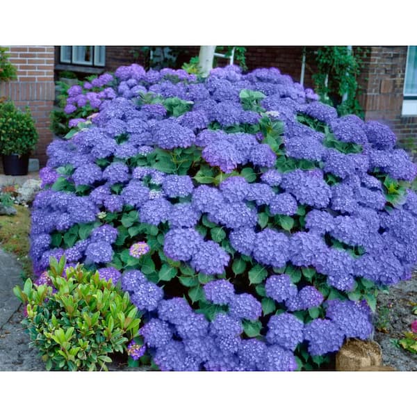 4 in. Penny Mac Hydrangea Shrub with Blue-Pink Flowers (4-Piece)