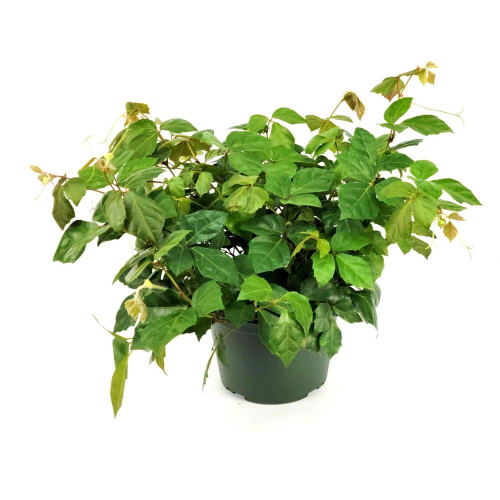 6 in. Cissus Rhombifolia Grape Leaf Plant in Grower Container