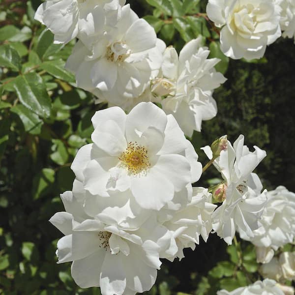 Unbranded 8 In. Iceberg Rose in Grower Pot with White Flowers