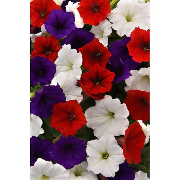 6 In Multicolor Easy Wave Petunia Annual Plant With Red White And Blue Flowers 14021 The Home Depot