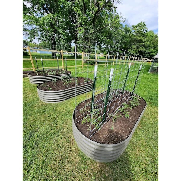 olivenbaum 3m kaufen Großer Olivenbaum, 100-110cm – Green Me Up