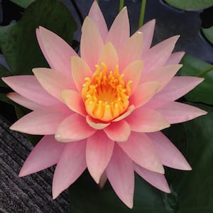Givhandys 4-1/2 in. Potted Pink Grapefruit Hardy Water Lily Aquatic Pond Plant
