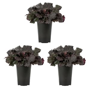 2 Qt. Heuchera Coral Bells Purple Perennial Plant (3-Pack)
