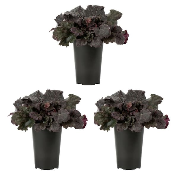 METROLINA GREENHOUSES 2 Qt. Heuchera Coral Bells Purple Perennial Plant (3-Pack)