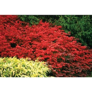 1 Gal. Fire Ball Burning Bush (Euonymus) Live Shrub, Bright Red Foliage