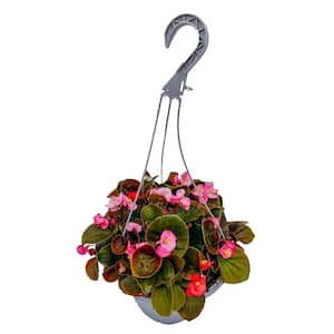 10 in. Begonia Plant in Hanging Basket
