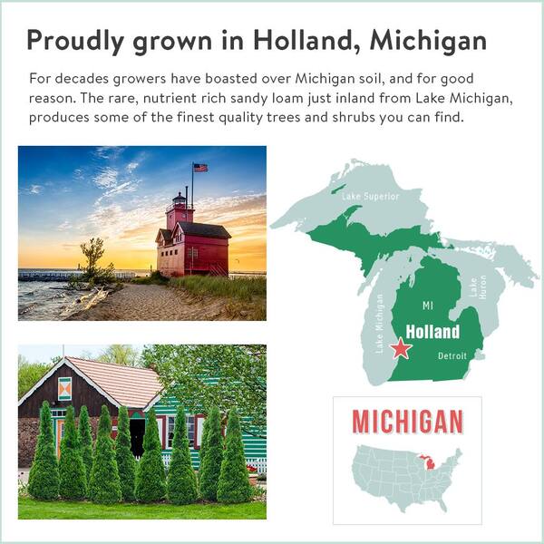 evergreen様 Amazon.com: Evergreen Garden Beautiful Summer Multi Colored