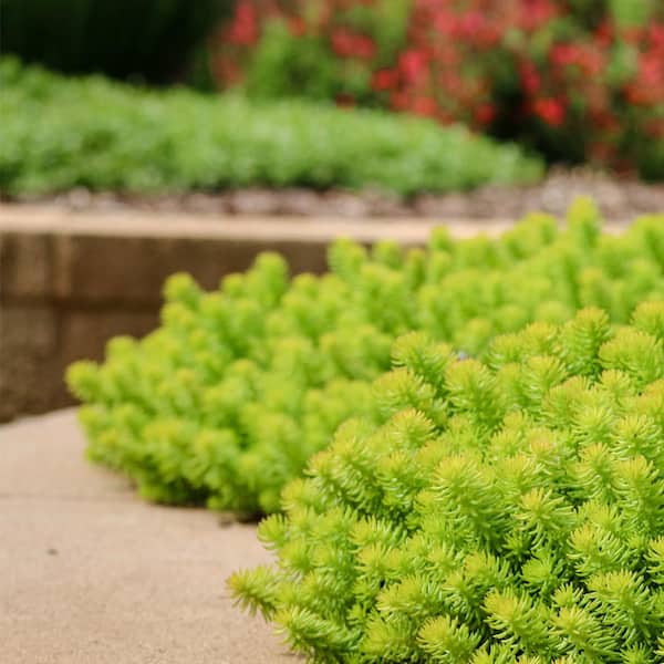 【take】groundcover Acornhouse3.45 ホワイト METROLINA GREENHOUSES #4 1 Pt. Angelina Yellow Sedum Ground