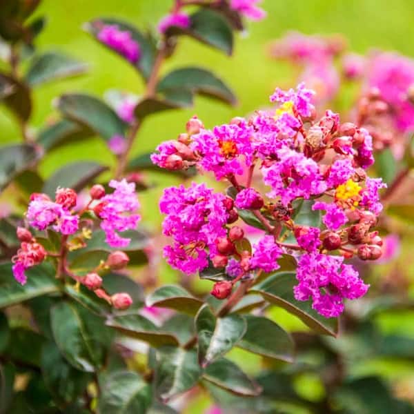 Spring Hill Nurseries 3 Gal. Pot, Northern Belle Fuchsia Crape Myrtle (Lagerstroemia), Deciduous Flowering Shrub (1-Pack)