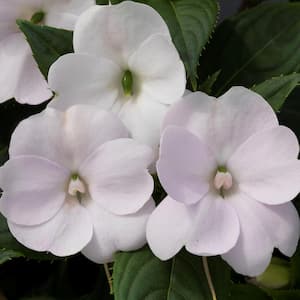 2.5 In. Compact White SunPatiens Impatiens Outdoor Annual Plant with White Flowers (6-Plants)