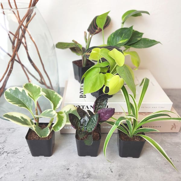 Easy Live House Plants (12 Pack), Clean Air Plant Pack, 2 in. Grower Pots, Popular Indoor Plants, Approx. 4 - 8 in. Tall