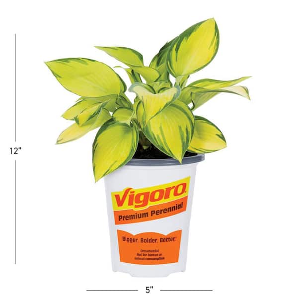 1.5 PT Hosta 'June' Perennial Plant