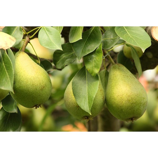 How to Grow Bartlett Pear Trees (Williams Pear Trees)
