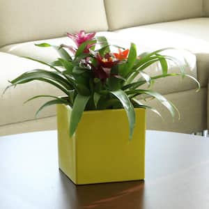 Grower's Choice Bromeliad Indoor Plant in 4 in. Home Sweet Home Ceramic Planter, Avg. Shipping Height 1-2 ft. Tall