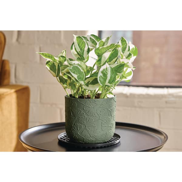 6.48 in. W x 0.38 in. H Black Resin Indoor Plant Saucer (3-Pack)