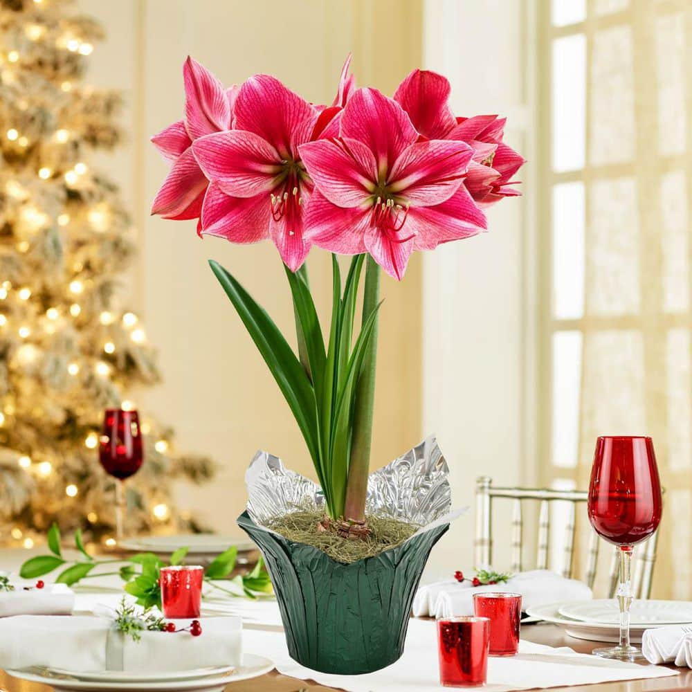 Amaryllis Bulbs - Charisma Gold Wax, Indoor Flower Bulbs