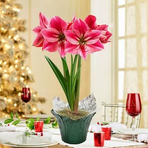 Gervase Pink Flowering Amaryllis (Hippaestrum) Bulb Holiday Gift Kit, Planted in a Foil Wrapped 6 in. Pot