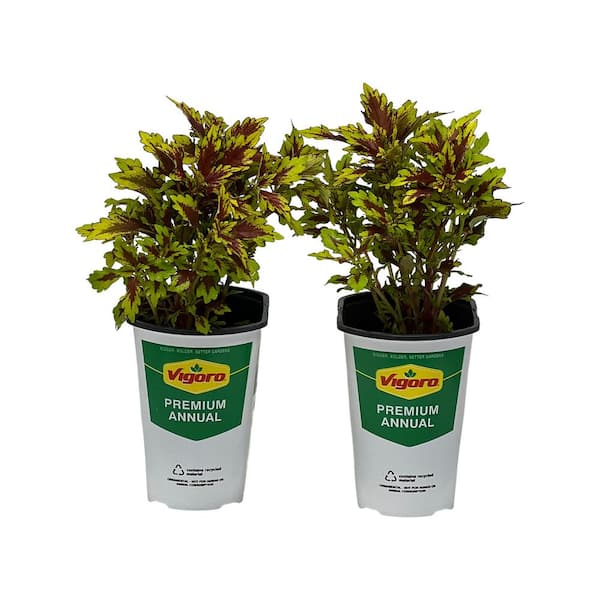 Vigoro 2.5 Qt Coleus Flame Thower Srirscha in Grower's Pot (2-Packs)