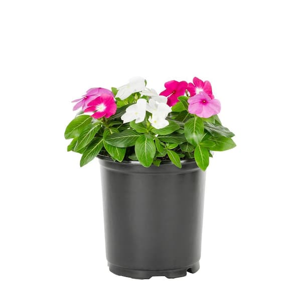 METROLINA GREENHOUSES 2.5 Qt. Vinca Annual Plant 19565 - The Home Depot