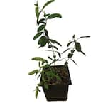 4 in. Pot Creeping St. Johns Wart Plant