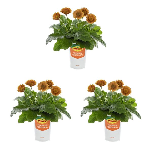 Vigoro 2 qt. Gerbera Garvinea Sweet Orange Blaze Annual Plant (3-Pack)