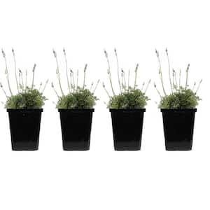 4 in. Vera Lavender Plant (4-Pack)