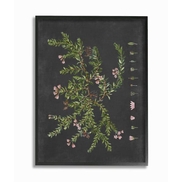 Stupell Industries 24 in. x30 in. "Botanical Drawing Flower Pink On Black Design"by Lettered and LinedFramed Wall Art