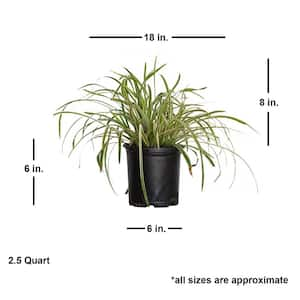 2.5 Qt. Variegated Liriope - Live Groundcover Grass