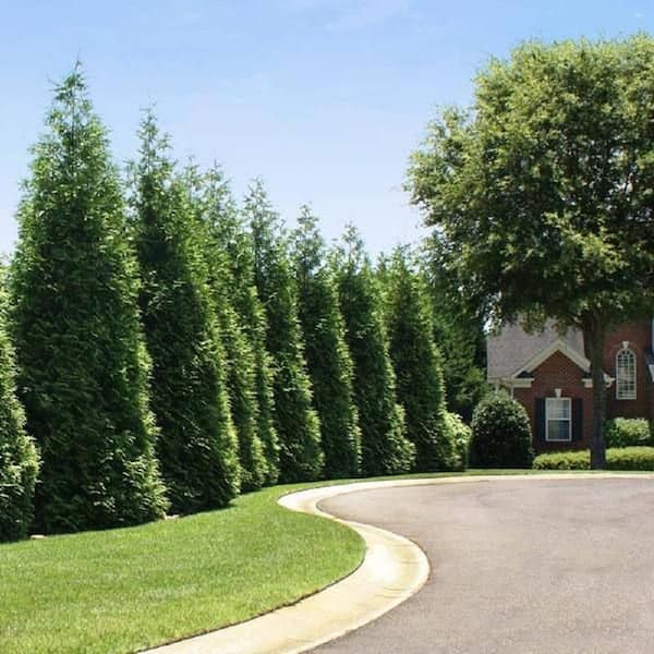 7 Gal. Green Giant Arborvitae (Thuja) Live Evergreen Shrub (1-Pack)