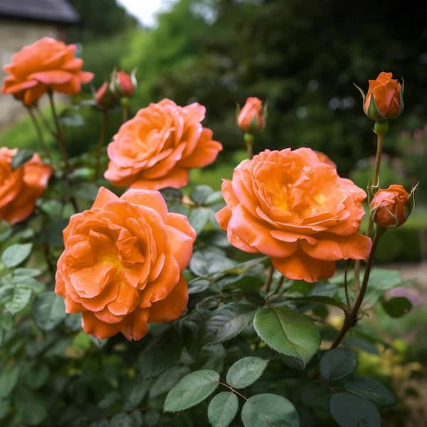 national PLANT NETWORK Bare Root Rose Gingersnap (2-Pack)