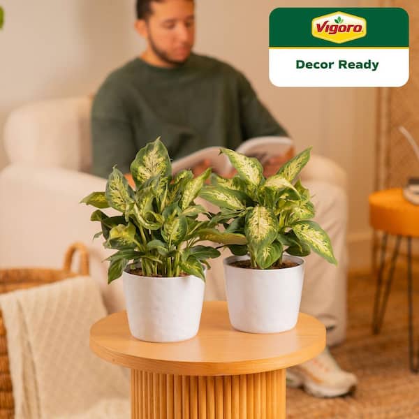 Dieffenbachia Indoor Plant in 6 in. White Ribbed Plastic Decor Planter, Avg. Shipping Height 1-2 ft. Tall (2-Pack)