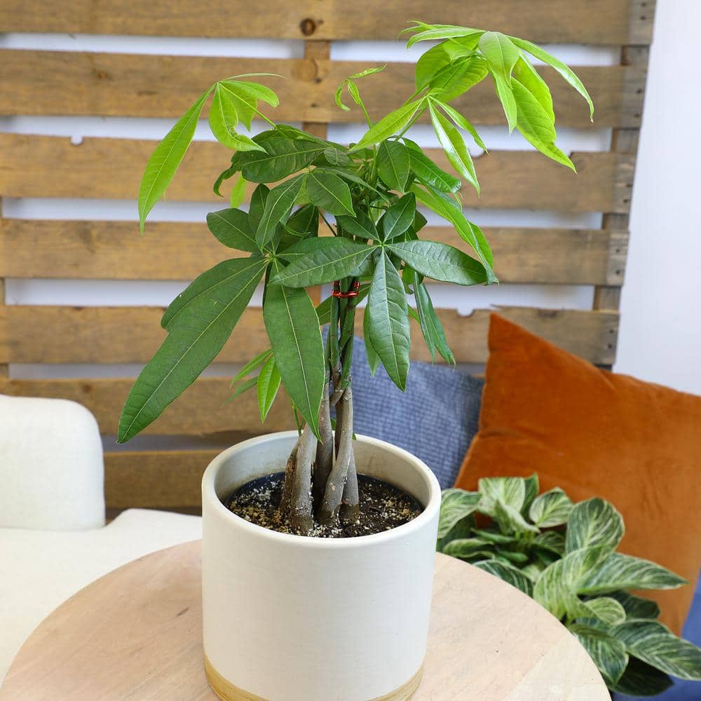 6-Inch Money Tree Plant in Black Plastic Pot