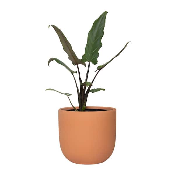 national PLANT NETWORK 7 in. Terracotta Bowl Pot with 6 in. Alocasia Lauterbachiana (1-Piece)