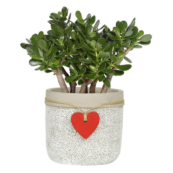 Heart Large Whitewash Cement Pot Planter