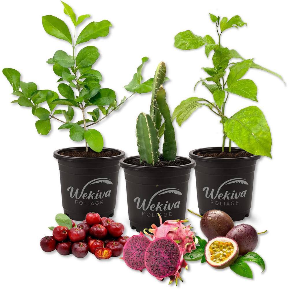Tree Trio-3 Live Plants in 4 Inch Pots-One Each of Passion Fruit Vine, Dragon Fruit, and Barbados Cherry price history on PriceWatchPro
