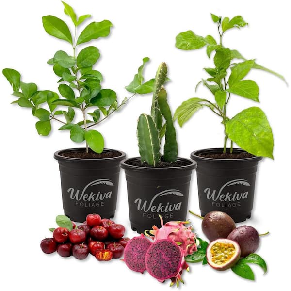 Wekiva Foliage Tree Trio-3 Live Plants in 4 Inch Pots-One Each of Passion Fruit Vine, Dragon Fruit, and Barbados Cherry