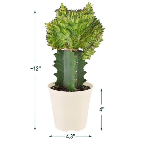 Arcadia Garden Products Live Mermaid Tail Cactus Indoor Houseplant in Plastic Pot, Euphorbia lactea Cristata Crested Coral Succulent Plant Gift for