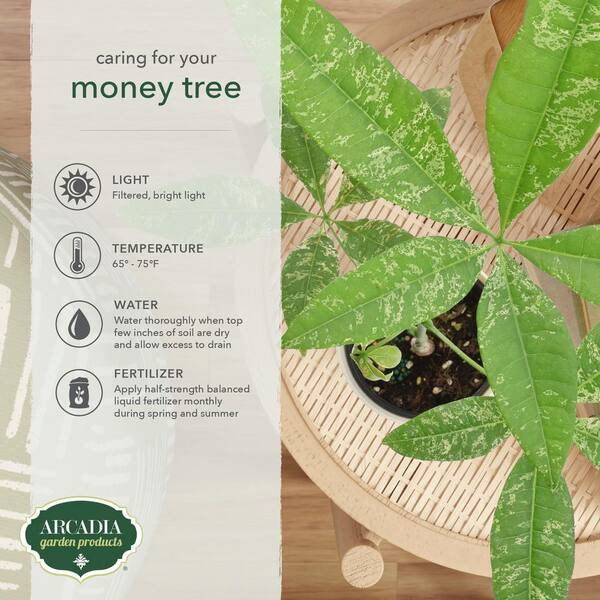 where to buy money tree Money Tree | Lexington, KY