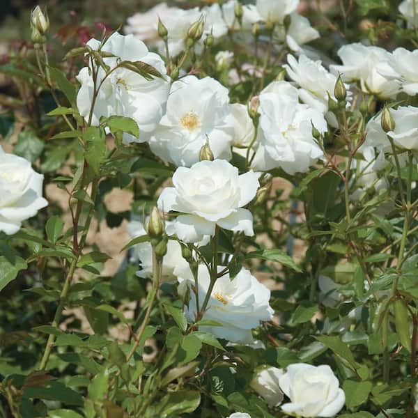 Vigoro 3 Gal. Vigoro Iceberg Rose with Assorted Colored Flowers in Grower Pot