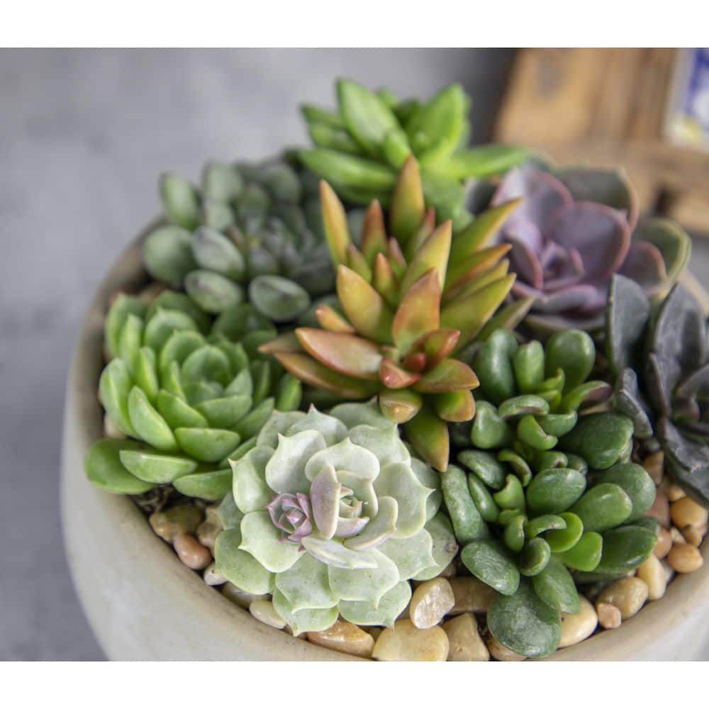 Multicolor Assorted Succulent Variety Pack in Plastic Pots