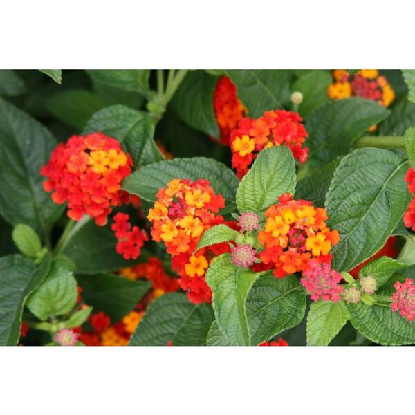 PROVEN WINNERS Luscious Citrus Blend (Lantana) Live Plant, Red, Orange, and Yellow Flowers, 4.25 in. Grande