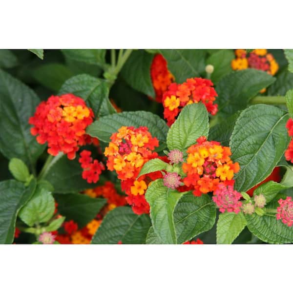 PROVEN WINNERS 4-Pack, 4.25 in. Grande Luscious Citrus Blend (Lantana) Live Plant, Red, Orange, and Yellow Flowers