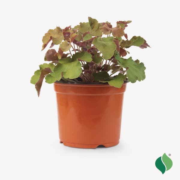 1 Gal. Caramel Coral Bells (Heuchera), Live Perennial Plant, Apricot Foliage