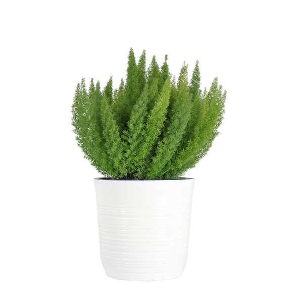 United Nursery Foxtail Fern in 10 inch White Decor Pot