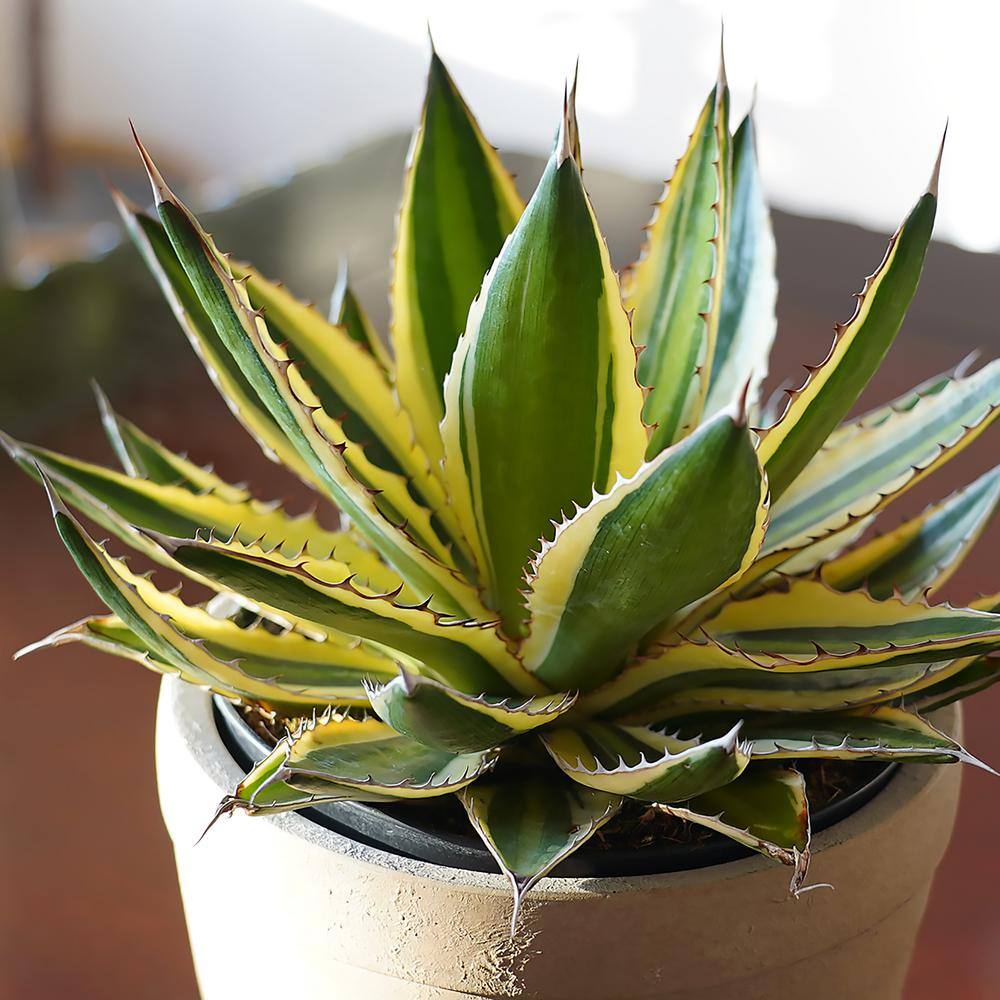 Quadricolor Agave Succulent in Beige Concrete Pot