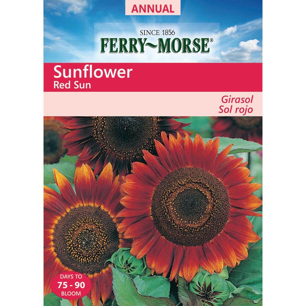 25 RED SUN SUNFLOWER Helianthus Annuus 6" Flower Seeds *Flat Shipping Gift 