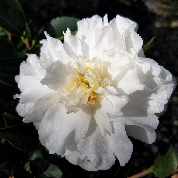 2.5 Gal. Mine No Yuki Camellia Plant (camellia sasanqua) - Evergreen Shrub with White Flowers, Live Plant